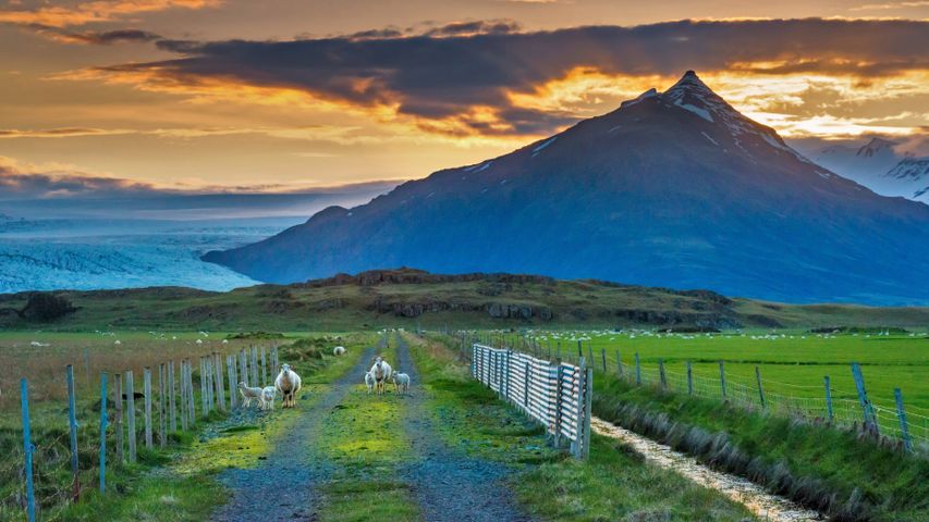Sheep graze along a road, Iceland