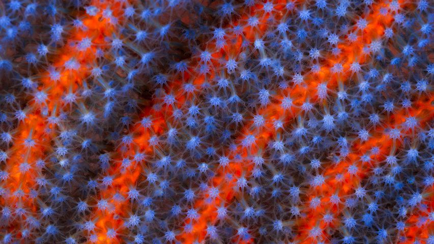 Soft Coral (Ellisella sp) in the Great Barrier Reef, Australia