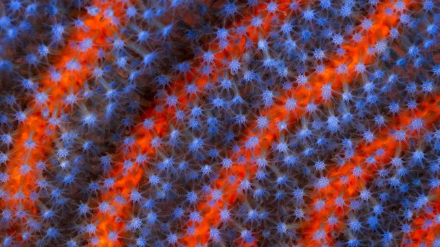 Soft Coral (Ellisella sp) in the Great Barrier Reef, Australia