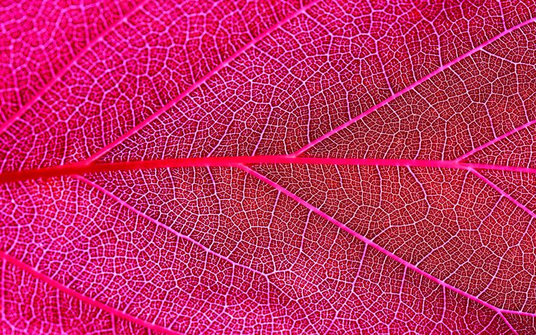 Leafy Structures Windows 10 Theme