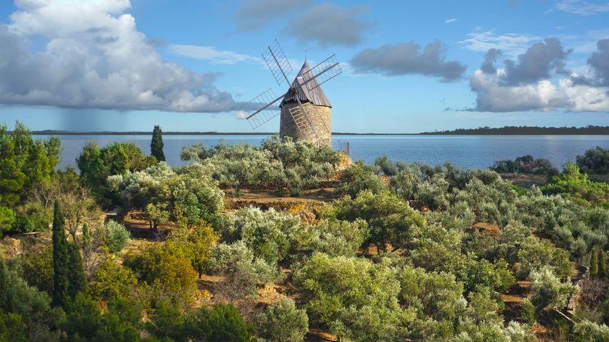 Ancien moulin à vent en pierre dans un champ d’olives et la Méditerranée en arrière-plan, France