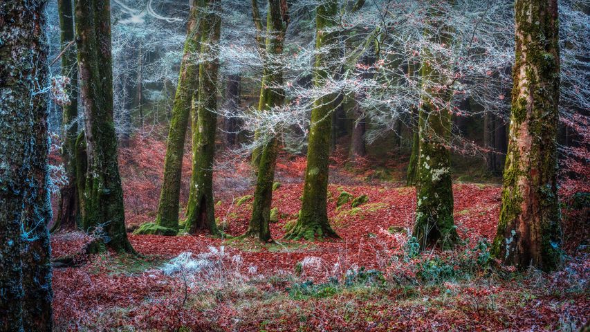 Forest near the village of Invergarry, Highlands