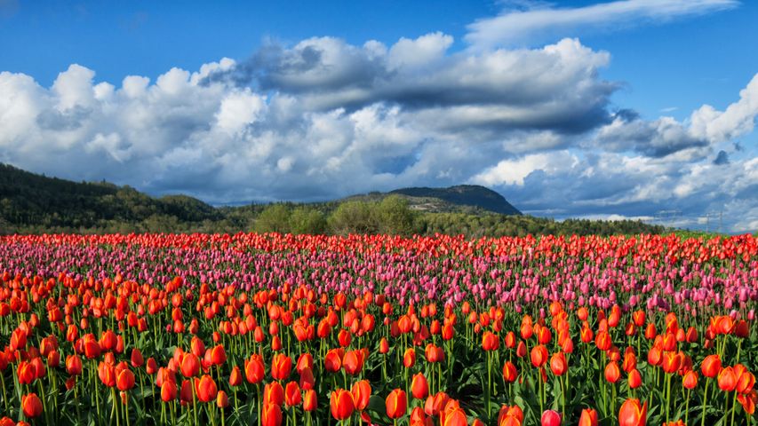 Colourful tulip fields in Fraser Valley, Abbotsford, BC, Canada