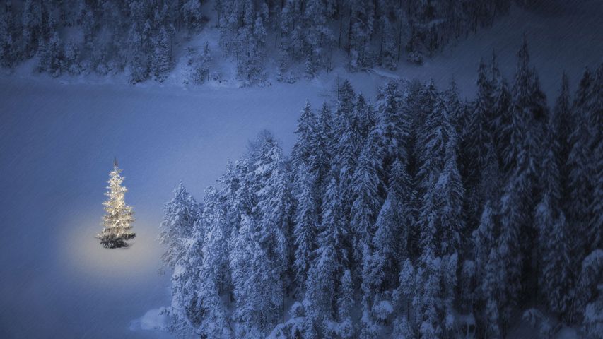 Weihnachtsbaum am Weissensee in der Nähe von Ehrwald in Tirol, Österreich