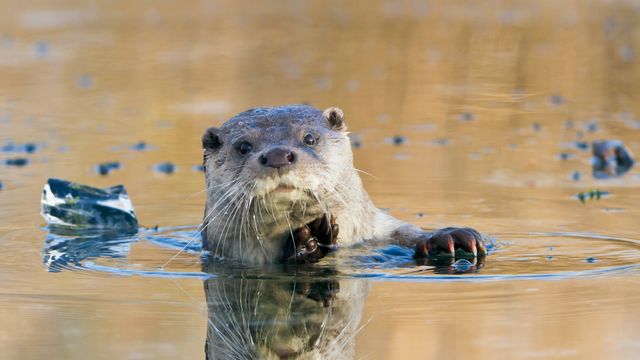 European river otter, Lelystad, Netherlands
