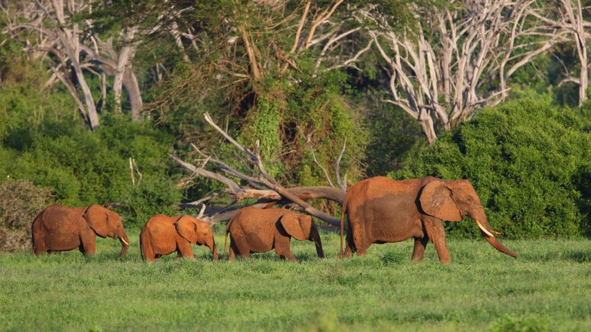 African elephants in Tsavo East National Park, Kenya - Bing Gallery