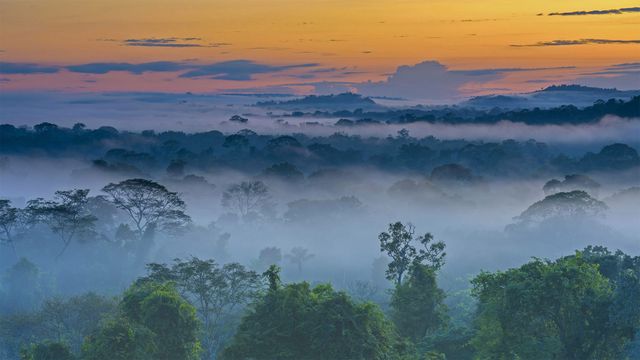 Amazon rainforest with morning fog near Alta Floresta, Mato Grosso, Brazil