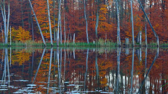 Rotbuchen und Kiefern spiegeln sich im Schweingartensee bei Carpin, Mecklenburg-Vorpommern