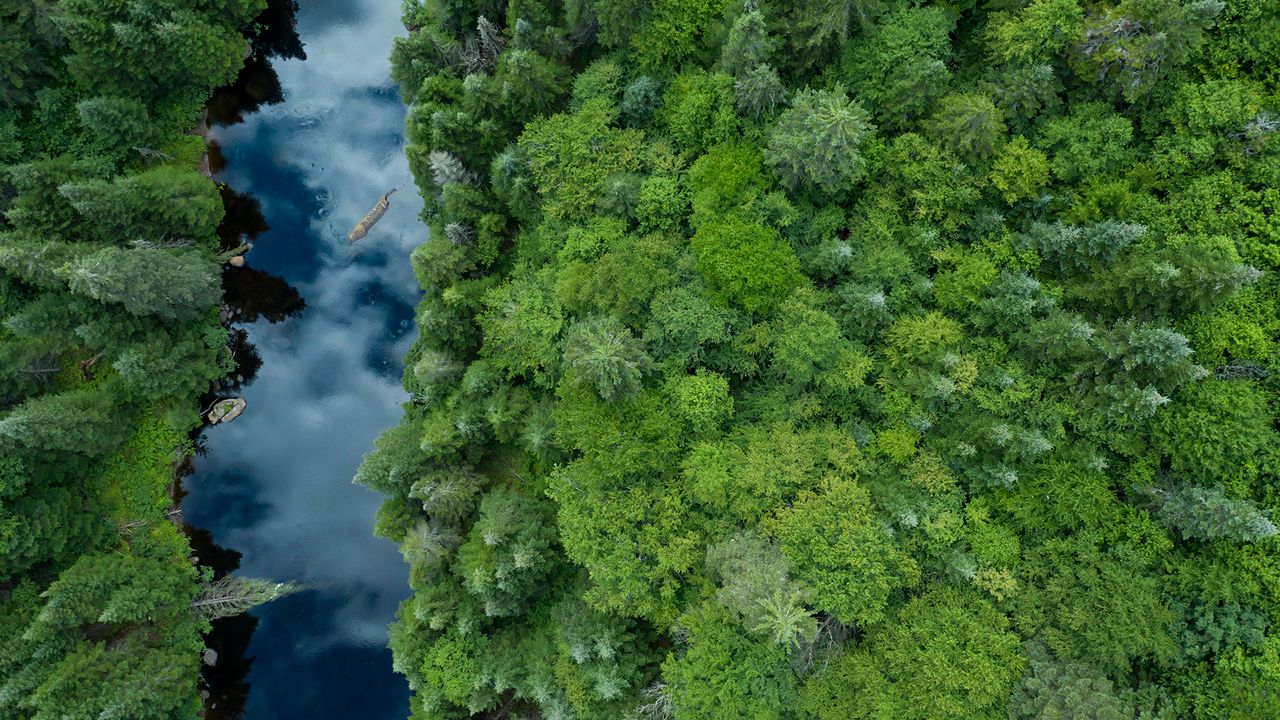 Boreal forest, Quebec, Canada