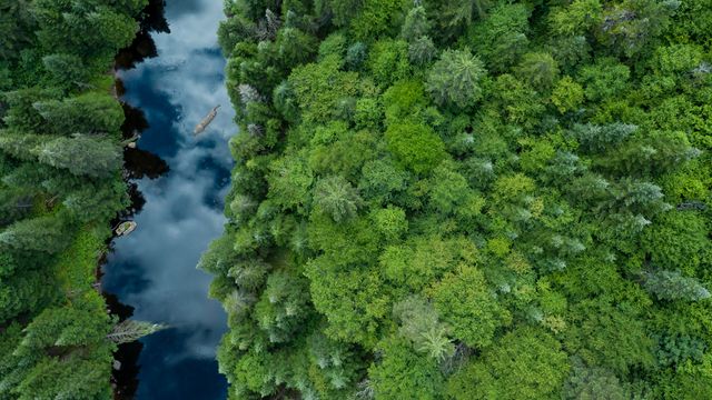 Boreal forest, Quebec, Canada