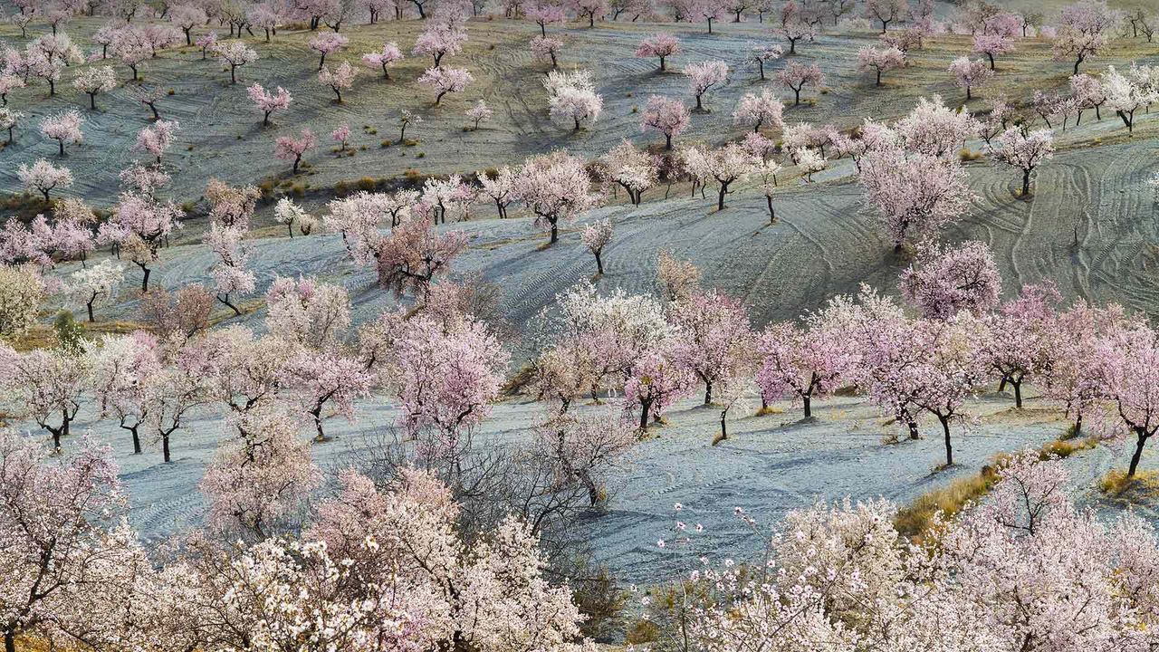 Almendros en flor en los campos de Almería, Andalucía