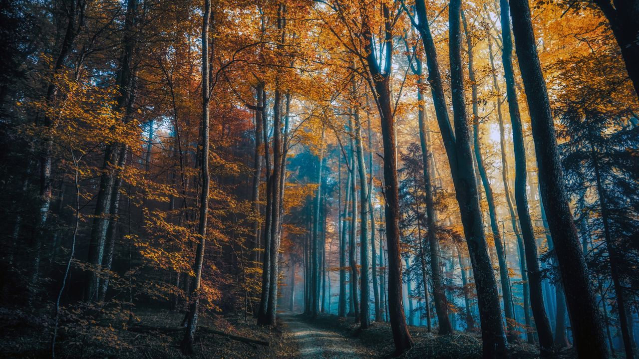 Sunlit Misty Autumn Forest Path