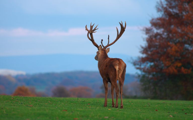 Antlers and Horns Theme for Windows 10
