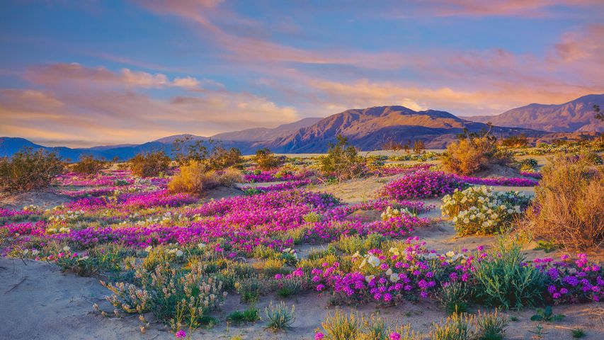 Flores silvestres en el Parque Estatal del Desierto de Anza Borrego, California, EE.UU.