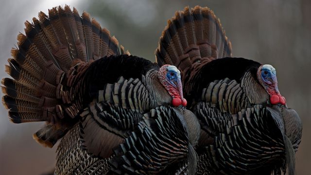 Wild turkeys, New York