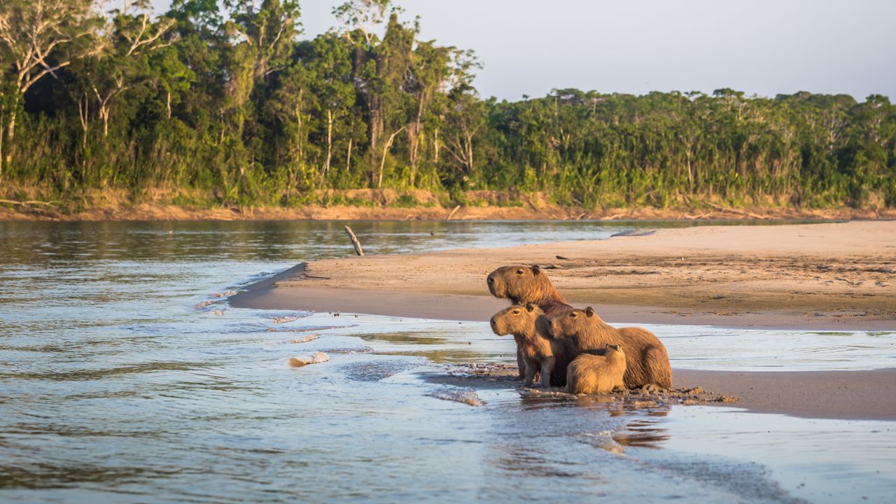 Família de capivaras às margens da floresta amazônica no Parque Nacional de Manu, Peru