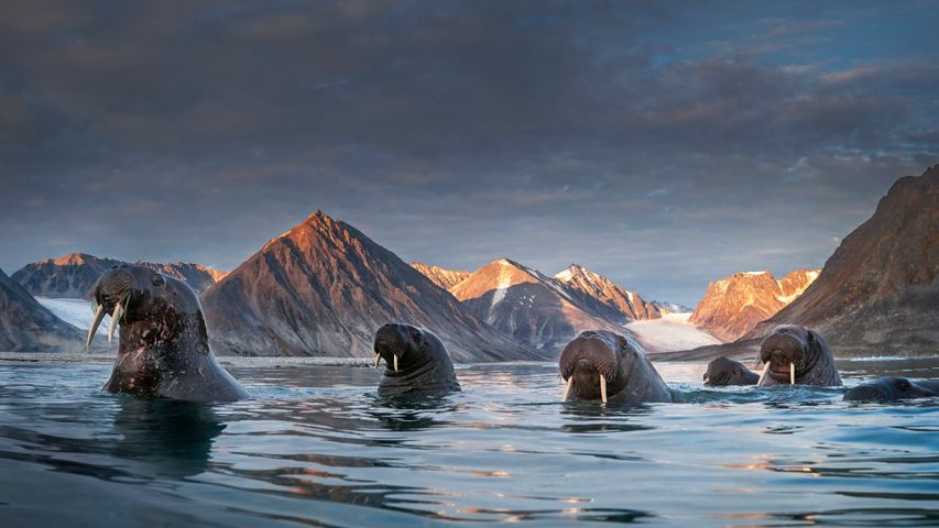 Herd of walruses in northern Spitsbergen, Svalbard archipelago, Norway ...