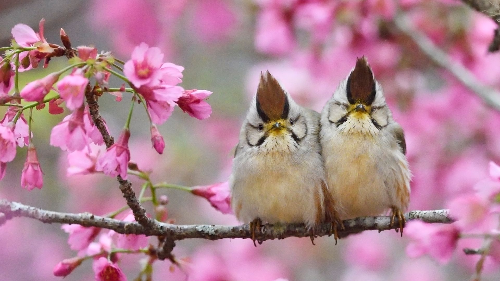 Taiwan yuhina, Alishan National Scenic Area, Taiwan - Bing Gallery