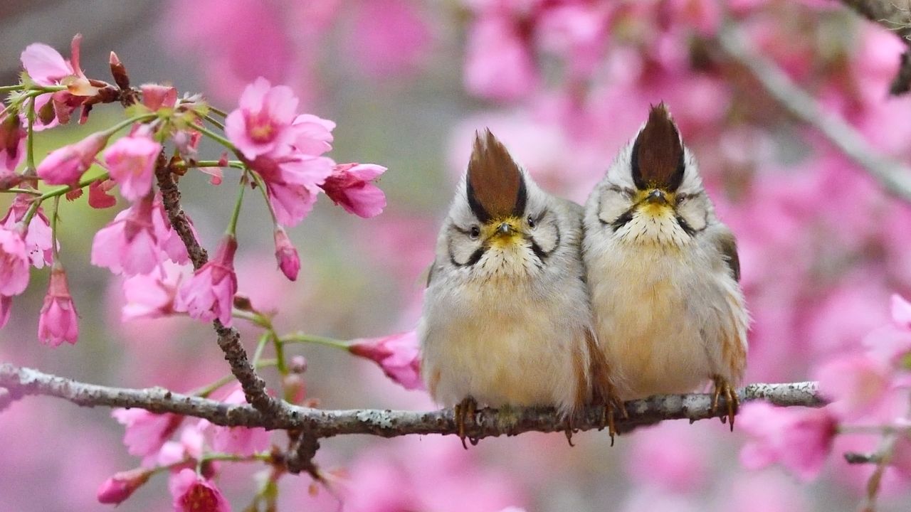 Taiwan yuhina pair, Alishan National Scenic Area, Taiwan
