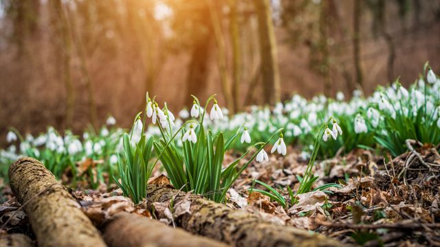 Schneeglöckchen blühen im Wald