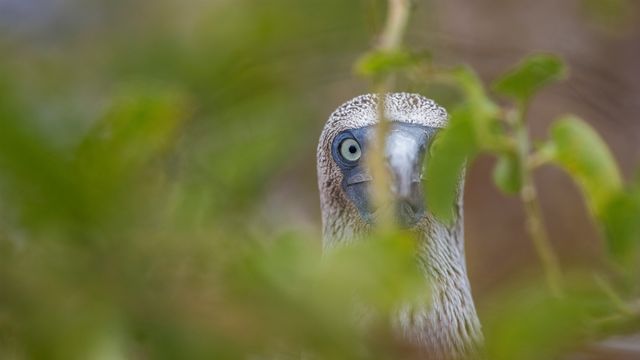 Blue-footed boobyGalápagos IslandsEcuador