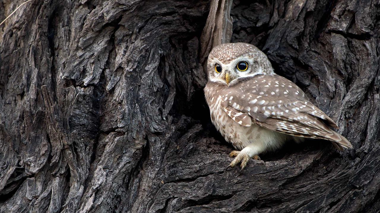 Spotted Owlet in Bharatpur, India