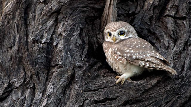 Spotted Owlet in Bharatpur, India