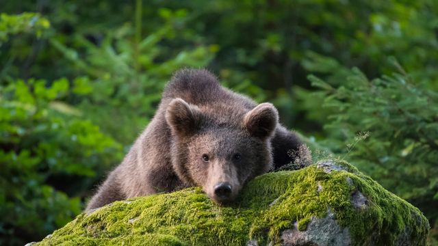 Braunbärenjunges auf einem Felsen, Bayern