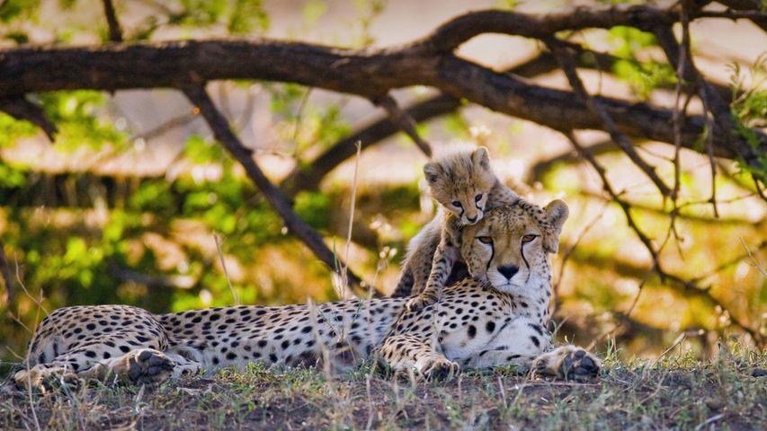马赛马拉国家保护区中的猎豹母子，肯尼亚