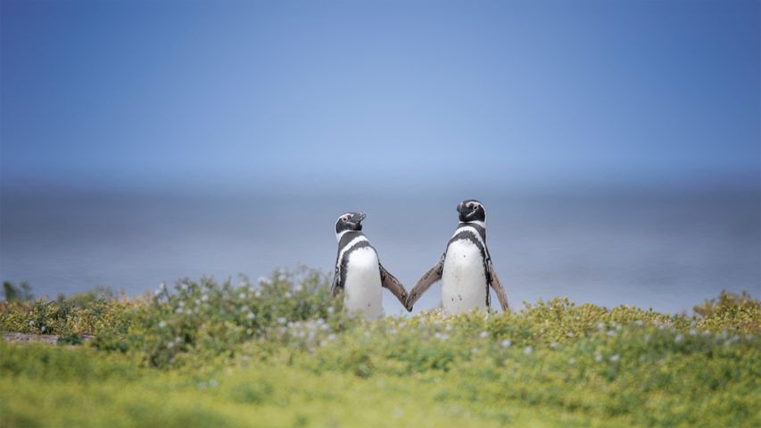 Two Magellanic penguins, Falkland Islands - Bing Gallery