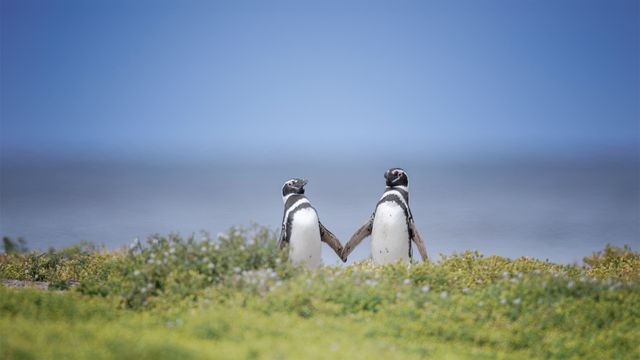 Deux manchots de Magellan, îles Malouines