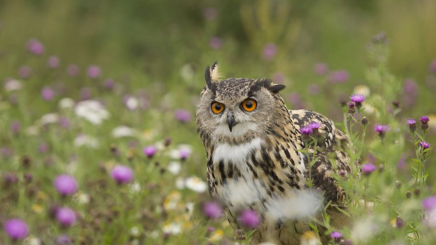 Eurasian Eagle-Owl (Bubo bubo) in wildflower meadow, Rhineland-Palatinate, Germany