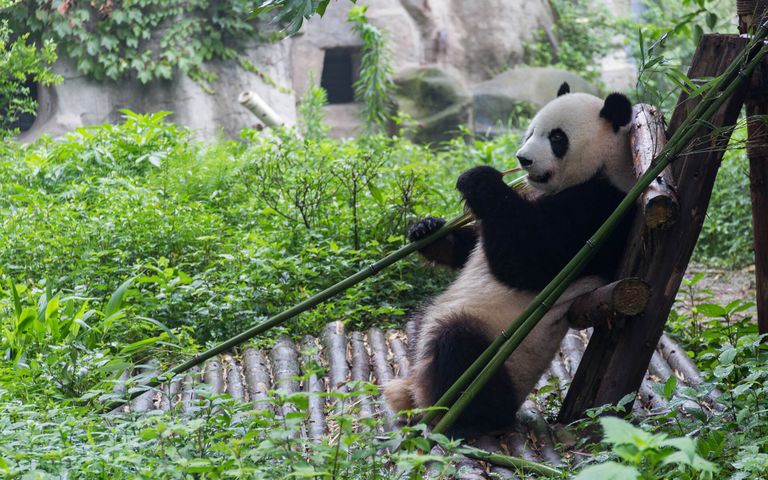 China Panda Bears Windows 10 Theme