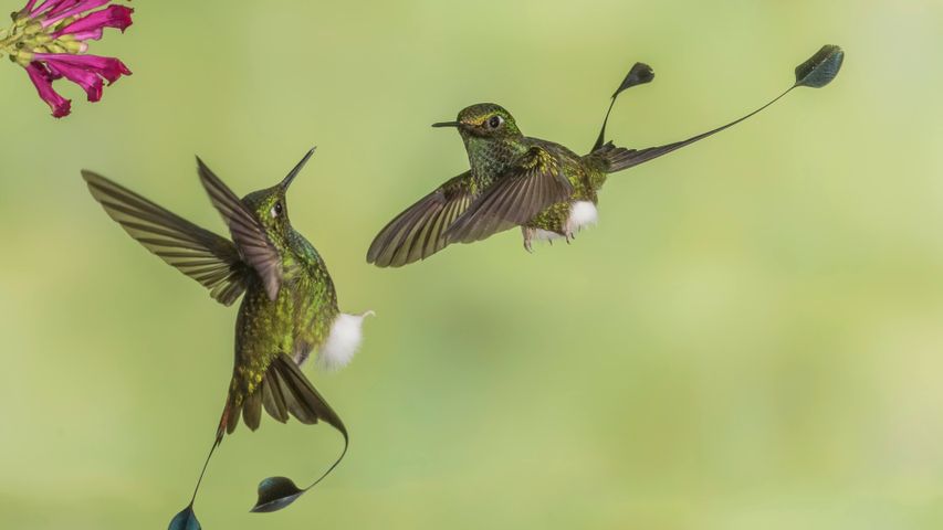 National Geographic Hummingbirds PREMIUM 4K Windows 10 Theme