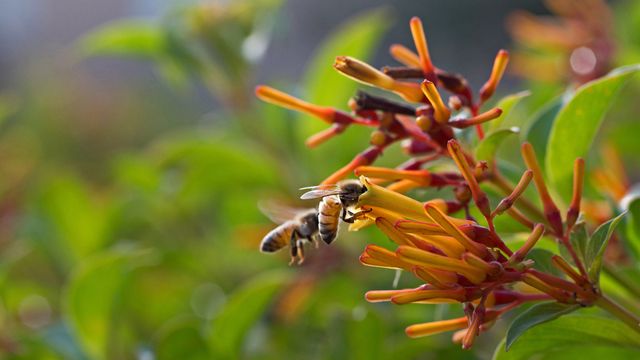 Bees for National Honey Bee Day