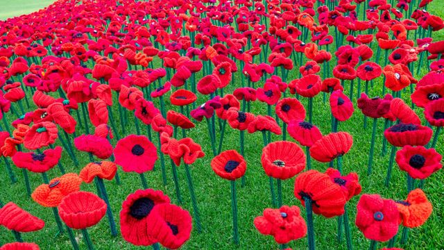 2018 Remembrance Day Poppy Project display of handcrafted poppies in Kings Park, Perth