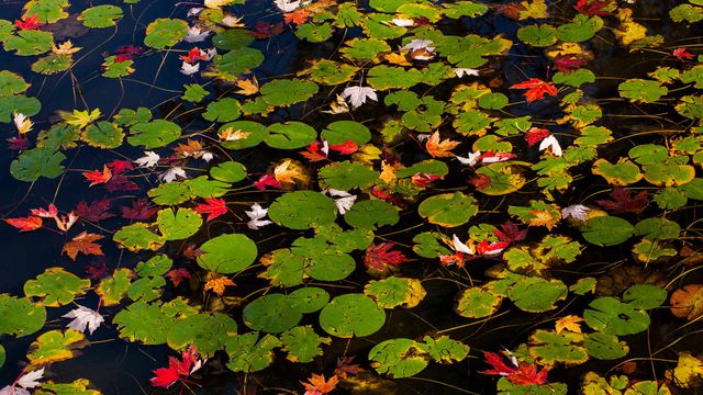 Lily pads and floating autumn coloured leaves, Waterloo, Que.