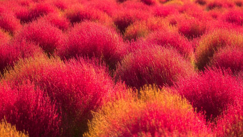 The pom-pom plains