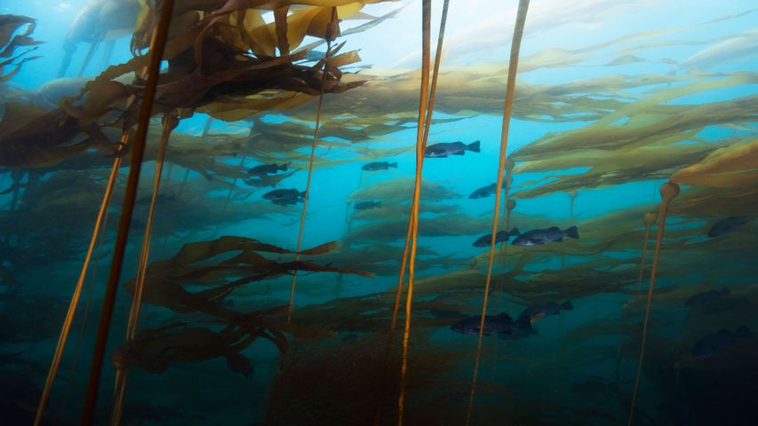 National Geographic Underwater PREMIUM 4K Theme for Windows 10
