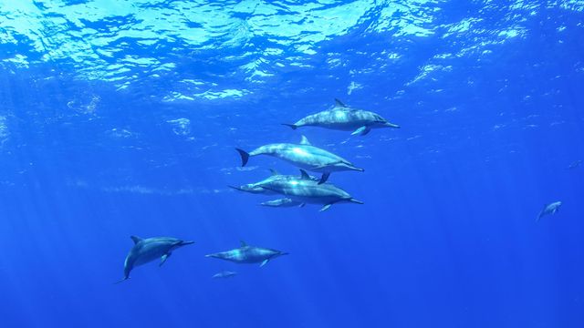 Golfinhos-rotadores no mar azul de Fernando de Noronha, Pernambuco