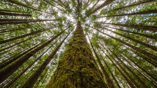 Moss-covered trees and ferns in a rainforest along Nile Creek, near Campbell River, B.C.