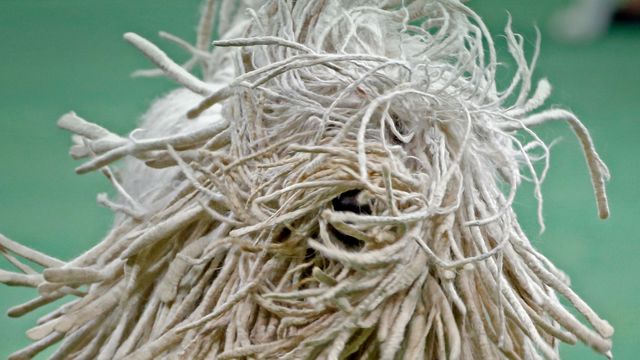 Close-up view of a Komondor