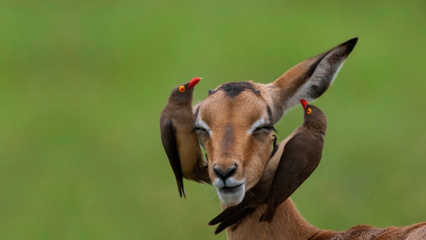 红嘴牛椋鸟和高角羚， 南非姆普马兰加省
