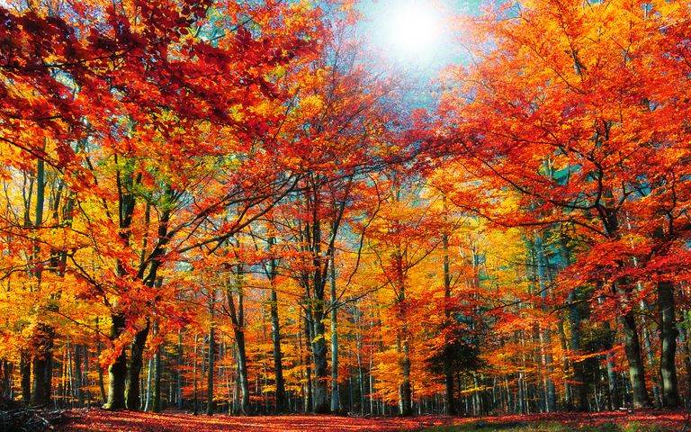 Autumn Colors Windows 10 Theme | Free Wallpaper Themes