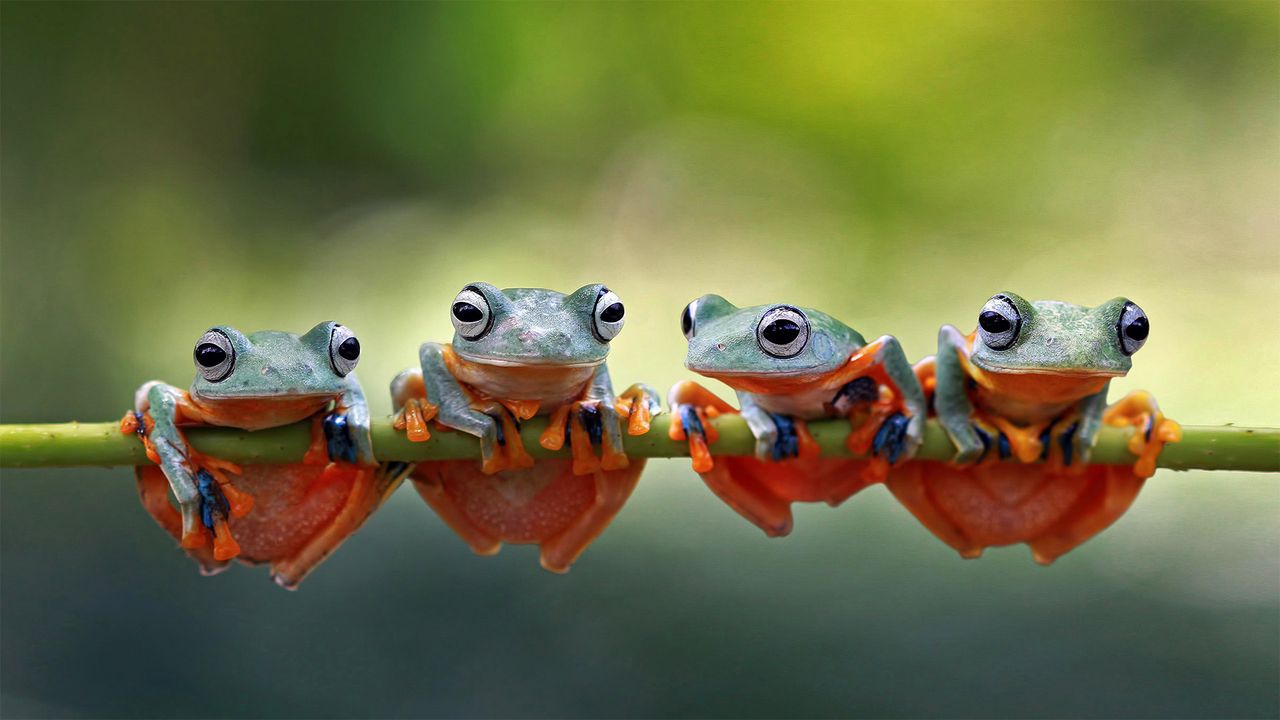 Quatre grenouilles arboricoles de Java sur une branche, Indonésie