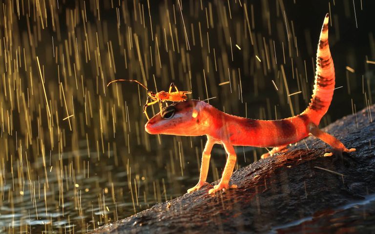 Monsoons Windows 10 Theme