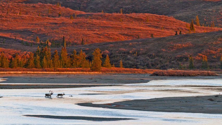Caribous traversant la rivière Susitna à l’automne, Alaska, USA
