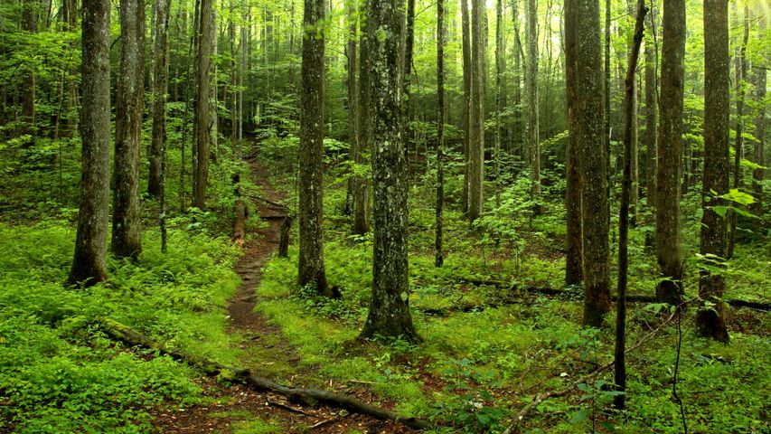 Forest path in Great Smoky Mountains National Park, Tennessee, USA ...