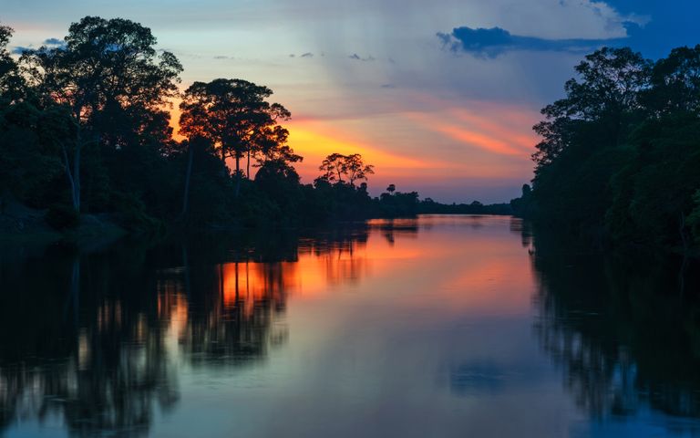 Amazon Rainforest Windows 10 Theme