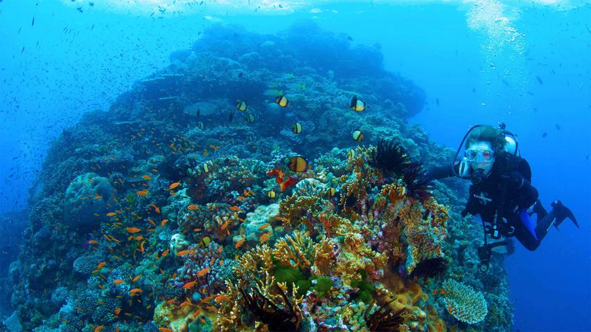 La bióloga Sylvia Earle explora la Gran Barrera de Coral en una escena de 'Mission Blue'